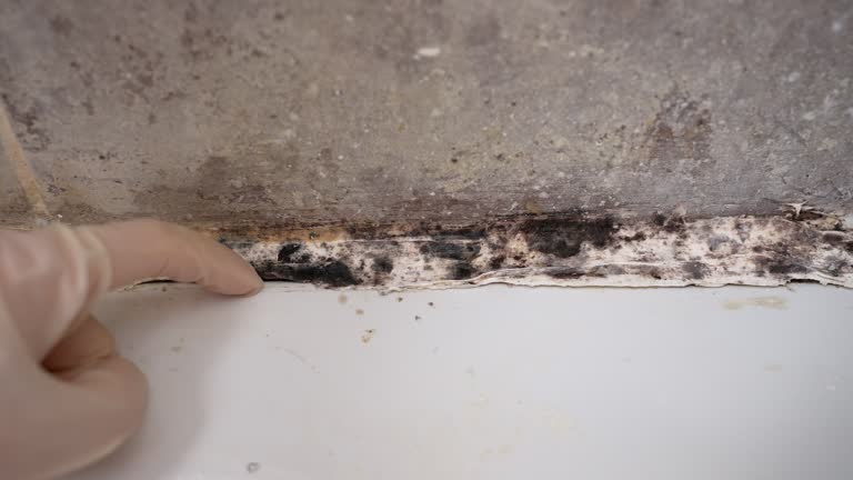 Best Black Mold Removal  in Spokane, WA